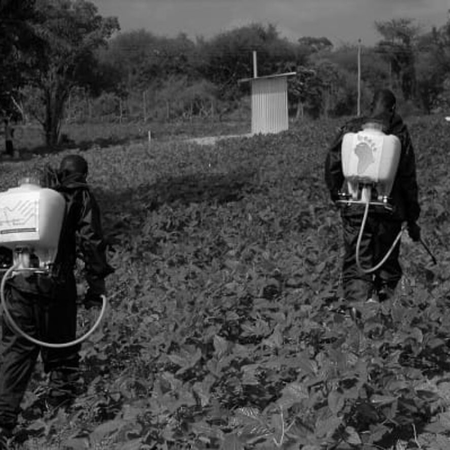 Food safety programme – Gatunga, Kenya